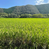 農薬・化学肥料に依存せず、微生物のチカラと日本最後の清流四万十川本流のお水で育まれた玄米　５ｋｇ